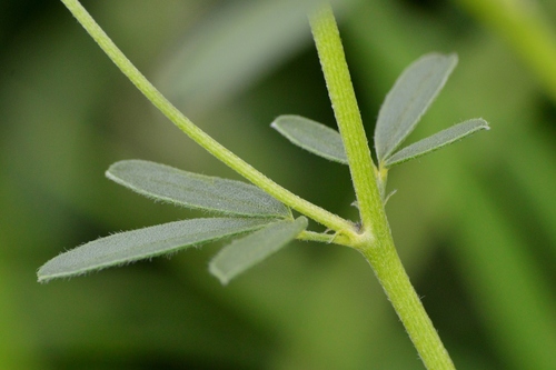Pediomelum tenuiflorum (Slimflower scurfpea) — photo
