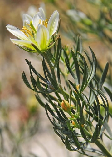 Peganum harmala (Syrian rue) — photo