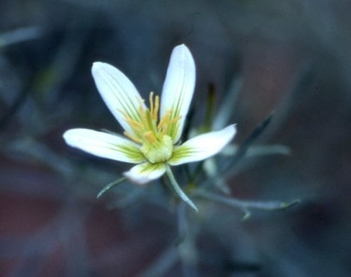 Peganum harmala (Syrian rue) — photo