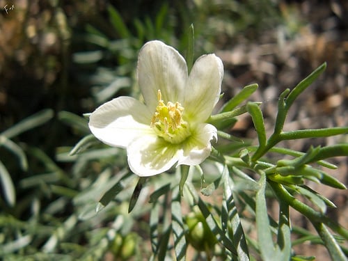 Peganum harmala