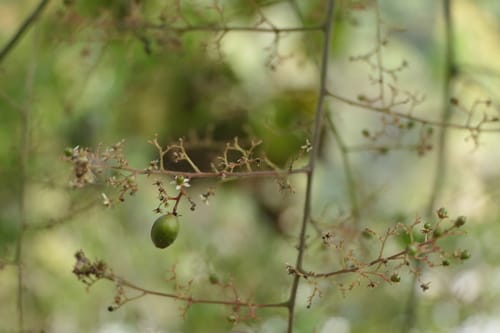 Pegia nitida (Tam) — photo