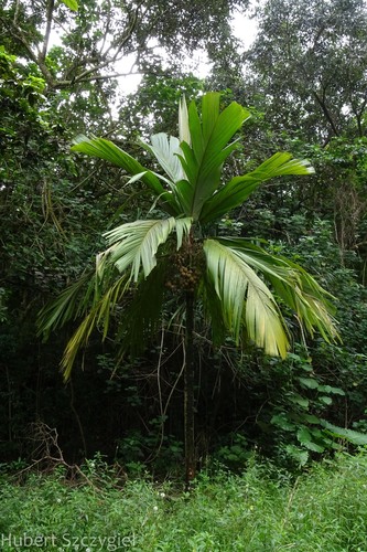 Pelagodoxa henryana (Enu palm) — photo