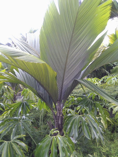Pelagodoxa henryana (Enu palm) — photo