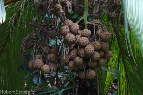 Pelagodoxa henryana