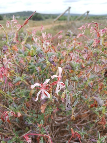 Pelargonium acetosum (Sorrel Geranium) — photo