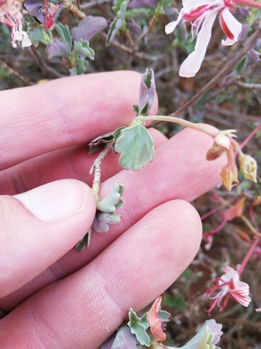 Pelargonium acetosum (Sorrel Geranium) — photo
