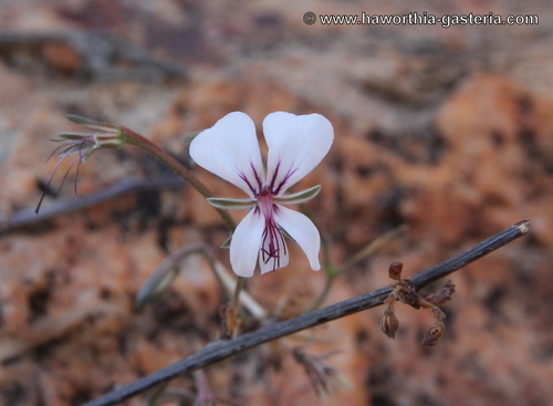Pelargonium antidysentericum — photo