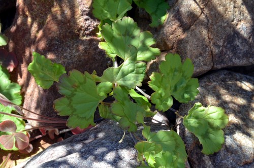 Pelargonium antidysentericum — photo