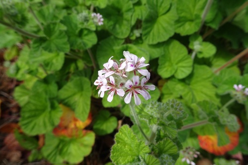 Pelargonium australe (Austral Stalk’s Bill) — photo
