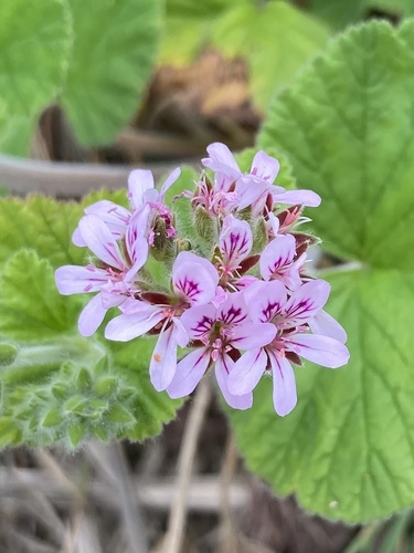 Pelargonium australe (Austral Stalk’s Bill) — photo