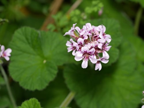 Pelargonium australe