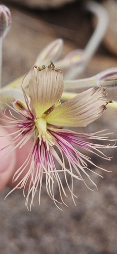 Pelargonium bowkeri — photo