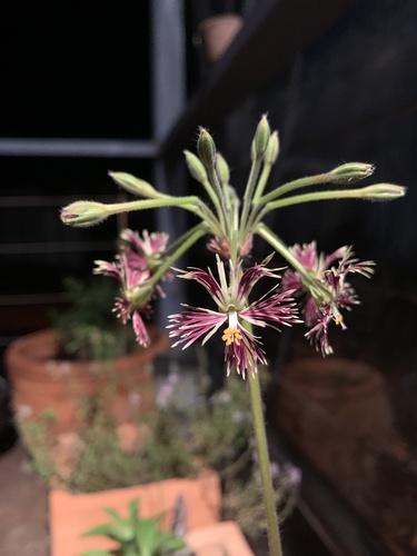 Pelargonium bowkeri — photo