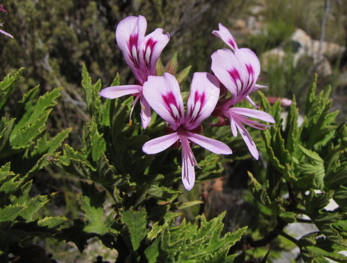 Pelargonium citronellum (Lemon geranium) — photo