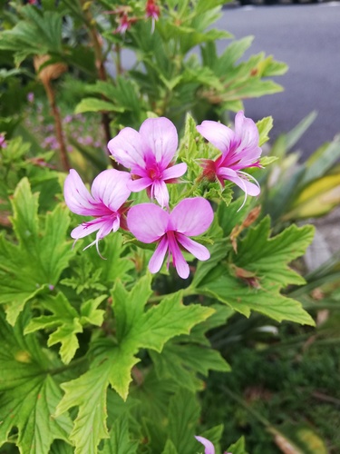 Pelargonium citronellum (Lemon geranium) — photo