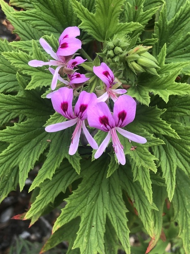 Pelargonium citronellum