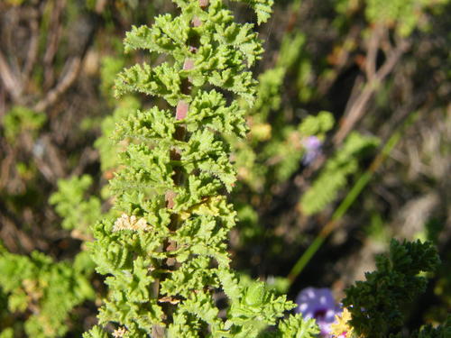 Pelargonium crispum (Lemon geranium) — photo