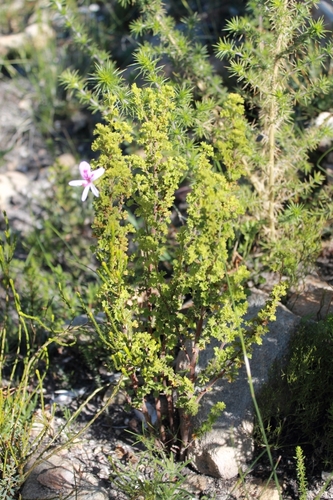 Pelargonium crispum (Lemon geranium) — photo