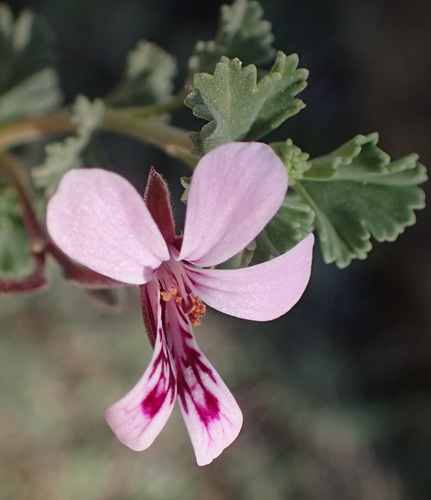 Pelargonium exstipulatum (Pennyroyal geranium) — photo