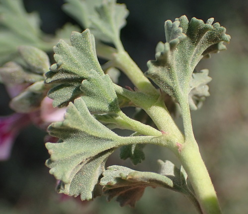 Pelargonium exstipulatum (Pennyroyal geranium) — photo