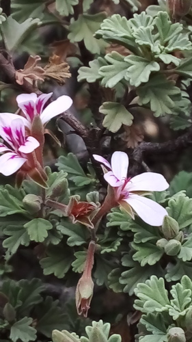 Pelargonium exstipulatum