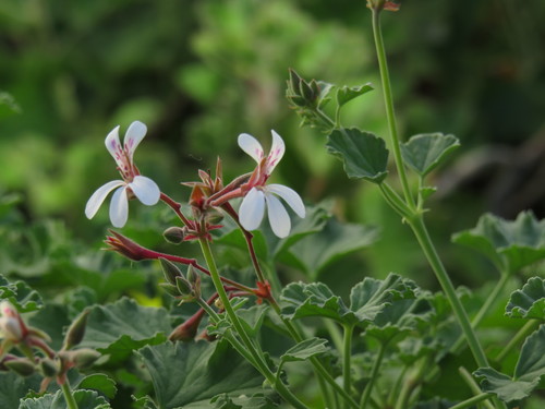 Pelargonium fragrans (Nutmeg geranium) — photo