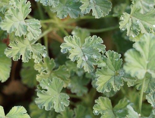 Pelargonium fragrans (Nutmeg geranium) — photo
