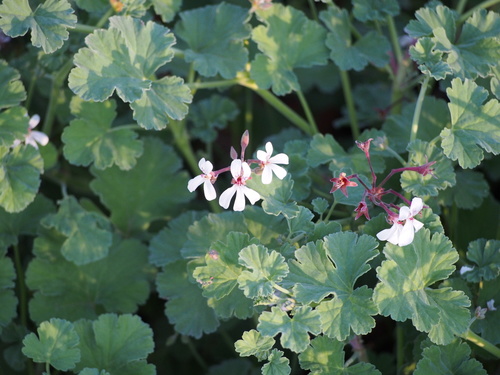 Pelargonium fragrans