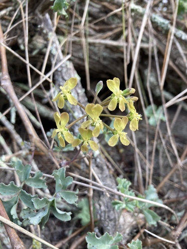 Pelargonium gibbosum (Gouty pelargonium) — photo