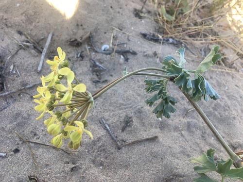 Pelargonium gibbosum