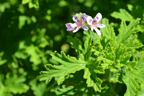 Pelargonium graveolens (Rose geranium) — photo