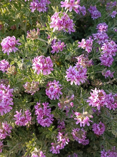 Pelargonium graveolens (Rose geranium) — photo