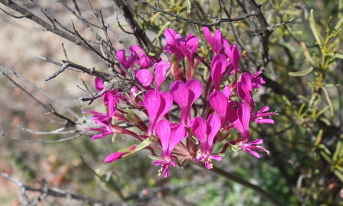 Pelargonium incrassatum (Namaqualand beauty) — photo