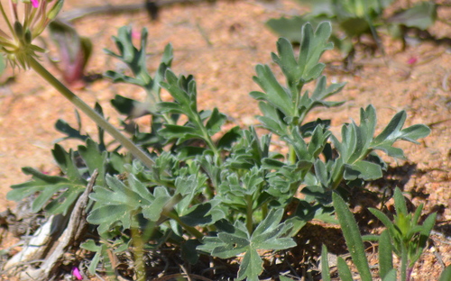 Pelargonium incrassatum (Namaqualand beauty) — photo