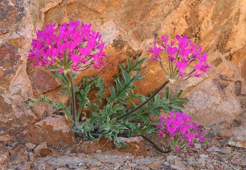 Pelargonium incrassatum