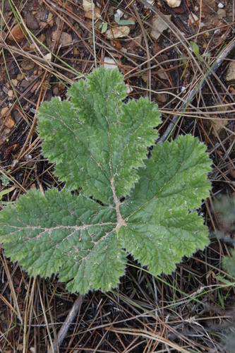 Pelargonium lobatum — photo