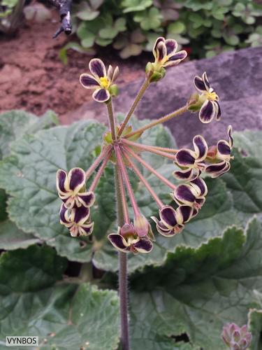 Pelargonium lobatum — photo