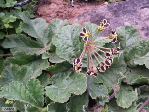 Pelargonium lobatum