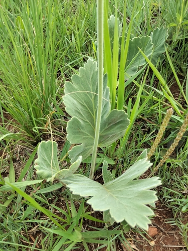 Pelargonium luridum (Variable stork's-bill) — photo