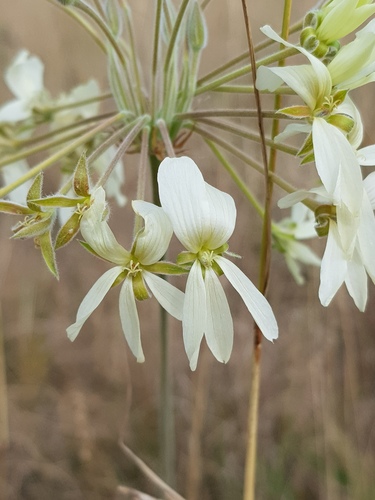 Pelargonium luridum (Variable stork's-bill) — photo