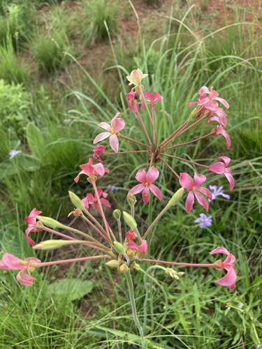 Pelargonium luridum