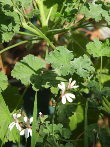 Pelargonium odoratissimum (Apple geranium) — photo