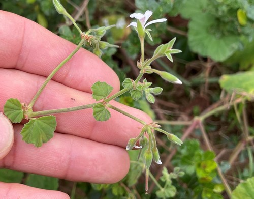 Pelargonium odoratissimum (Apple geranium) — photo