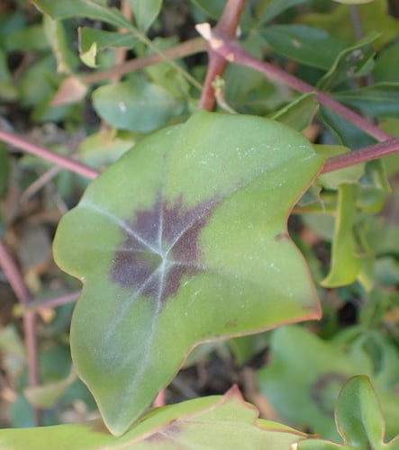 Pelargonium peltatum (Ivy-leaved geranium) — photo