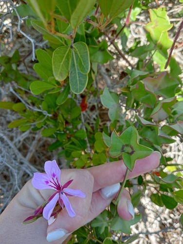 Pelargonium peltatum (Ivy-leaved geranium) — photo