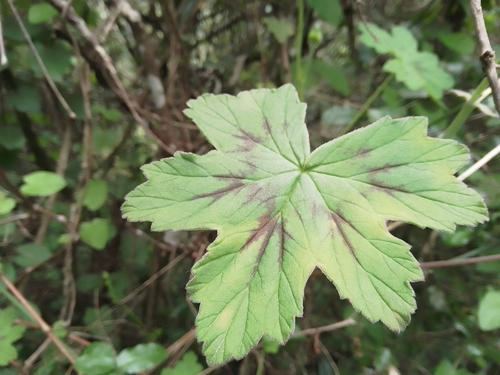 Pelargonium quinquelobatum (Ethiopian pelargonium) — photo