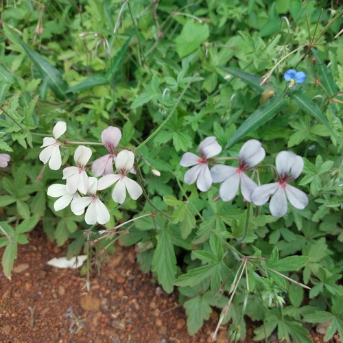 Pelargonium quinquelobatum (Ethiopian pelargonium) — photo