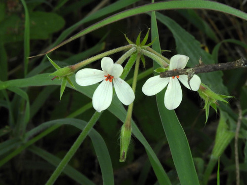 Pelargonium quinquelobatum