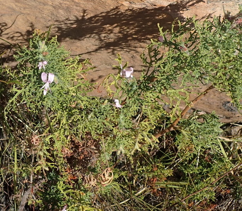 Pelargonium radens (Rasp-leaved geranium) — photo