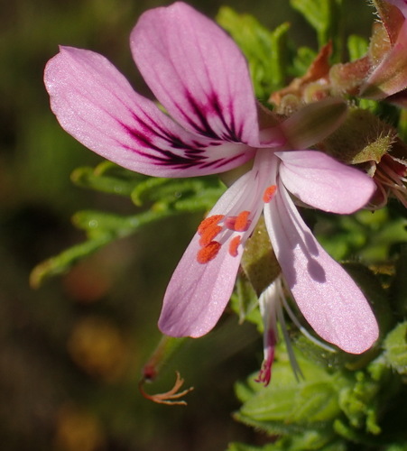 Pelargonium radens (Rasp-leaved geranium) — photo
